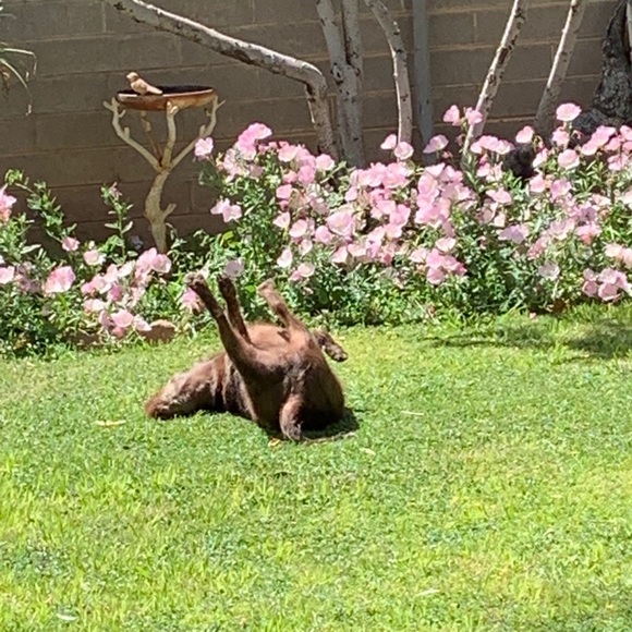 😘🐾Need A Smile? Silly & Sweet Puppy Break! 🐾😘 - Picture 4 of 12